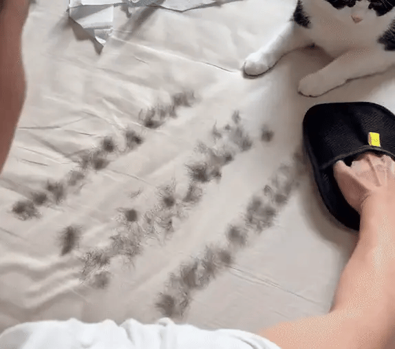 Easy Pets Hair Removal Glove / Lint Remover At Just Rs @499/-